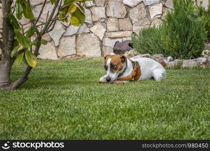 Puppy purebred jack Russell terrier playing with a wooden stick on the green grass in the garden