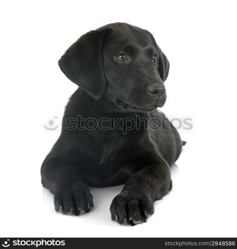 puppy purebred labrador retriever in front of white background