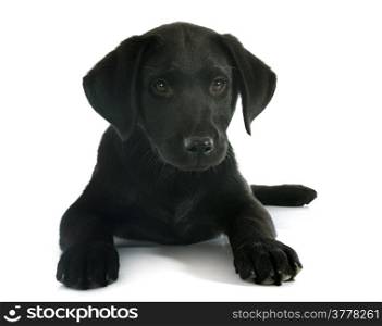 puppy purebred labrador retriever in front of white background