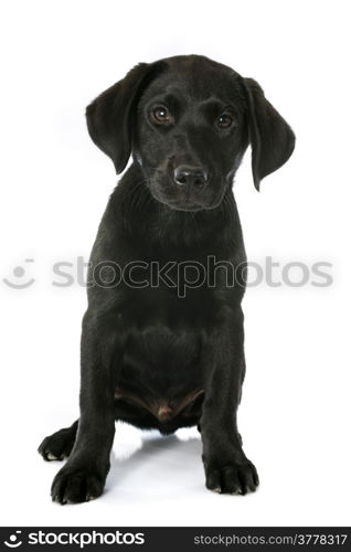 puppy purebred labrador retriever in front of white background