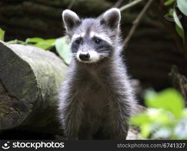 Puppy raccoon. Young raccoon in front of a tree trunk