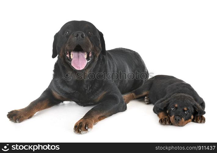 puppy rottweiler and adult in front of white background