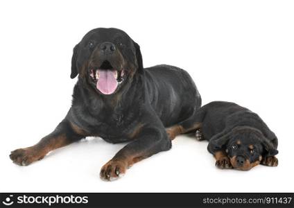 puppy rottweiler and adult in front of white background