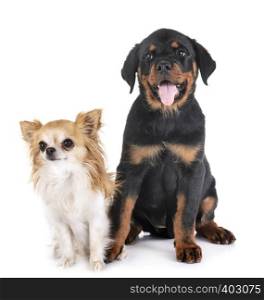 puppy rottweiler and chihuahua in front of white background