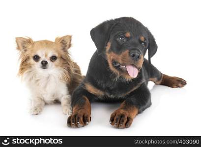 puppy rottweiler and chihuahua in front of white background