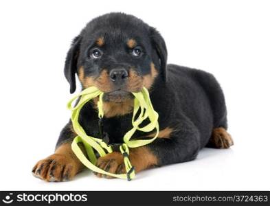 puppy rottweiler and leash in front of white background