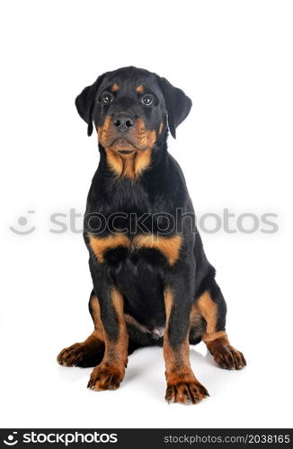 puppy rottweiler in front of white background