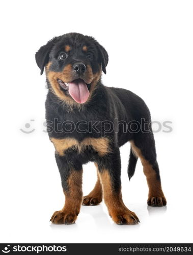 puppy rottweiler in front of white background