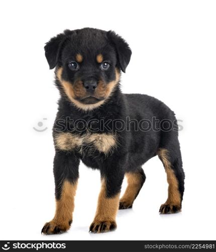 puppy rottweiler in front of white background