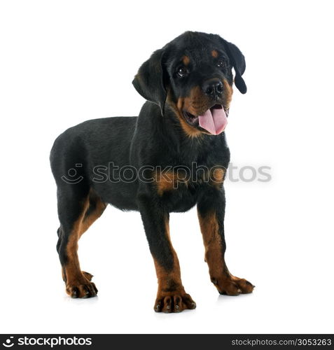 puppy rottweiler in front of white background