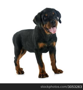 puppy rottweiler in front of white background