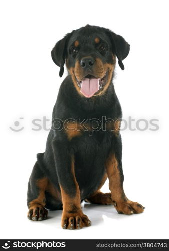 puppy rottweiler in front of white background