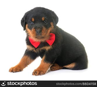 puppy rottweiler in front of white background