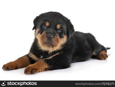 puppy rottweiler in front of white background