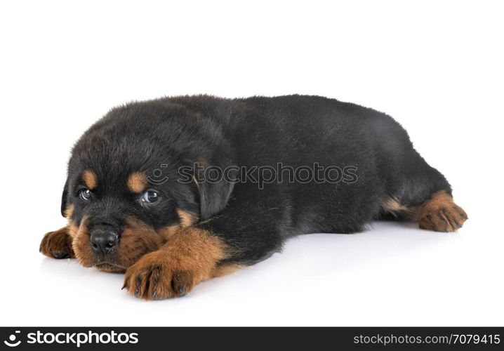 puppy rottweiler in front of white background