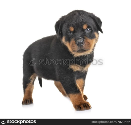 puppy rottweiler in front of white background