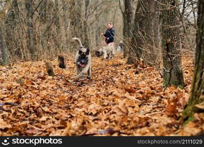 Puppy runs through bright yellow foliage against the backdrop of a winter forest. Walk in the park with American Akita dogs