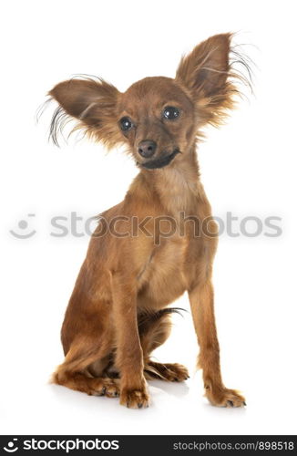 puppy Russkiy Toy in front of white background