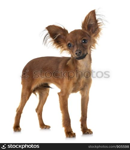 puppy Russkiy Toy in front of white background