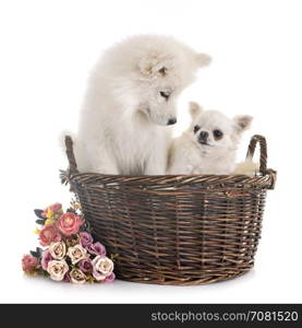 puppy samoyed dog and chihuahua in front of white background