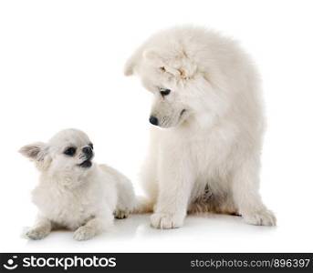 puppy samoyed dog and chihuahua in front of white background