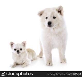 puppy samoyed dog and chihuahua in front of white background