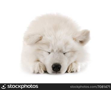 puppy samoyed dog in front of white background
