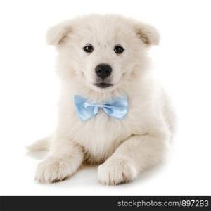 puppy samoyed dog in front of white background