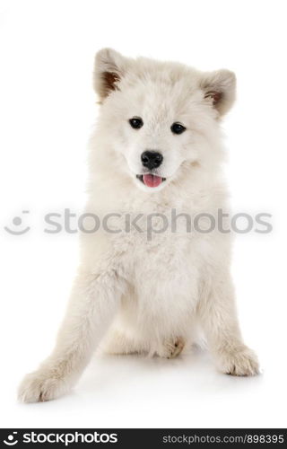 puppy samoyed dog in front of white background