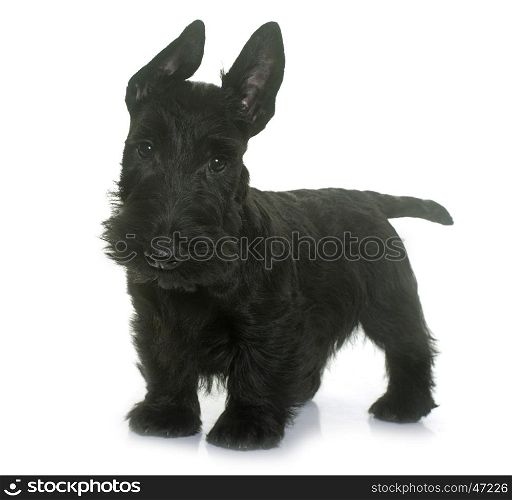 puppy scottish terrier in front of white background