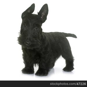 puppy scottish terrier in front of white background