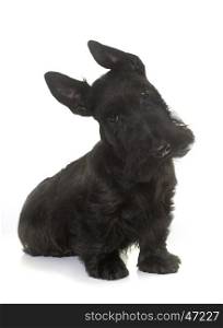 puppy scottish terrier in front of white background