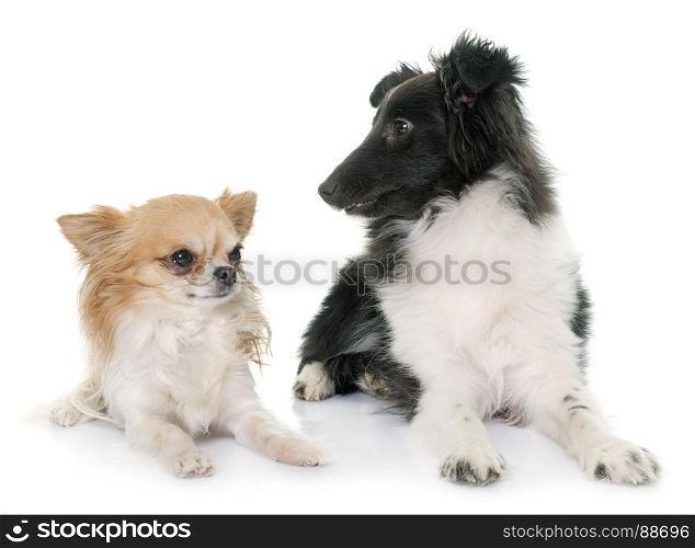 puppy shetland sheepdog and chihuahua in front of white background
