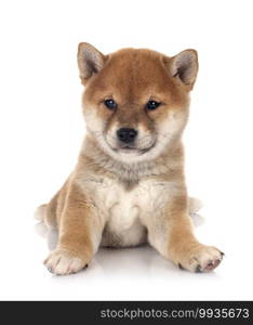 puppy shiba inu in front of white background