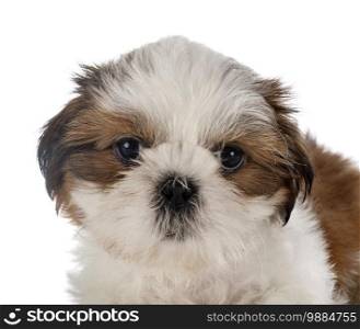 puppy Shih Tzu in front of white background