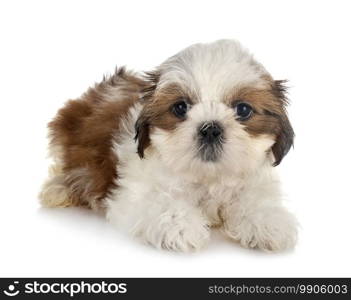 puppy Shih Tzu in front of white background