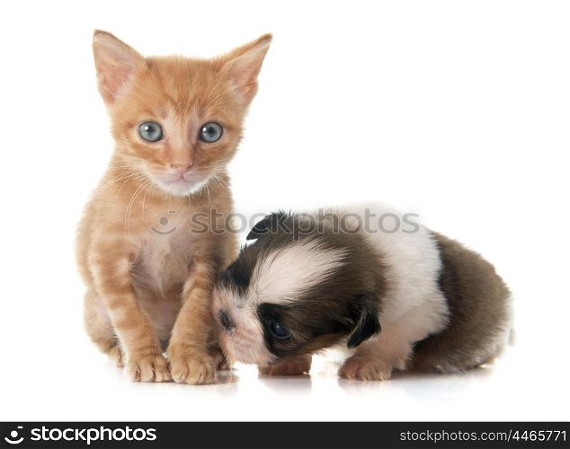 puppy shitzu and kitten in front of white background