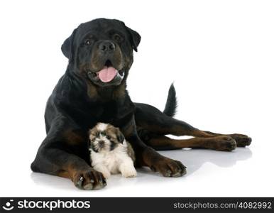 puppy shitzu and rottweiler in front of white background