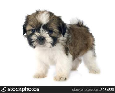 puppy shitzu in front of white background