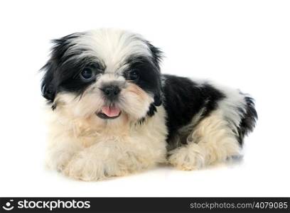 puppy shitzu in front of white background