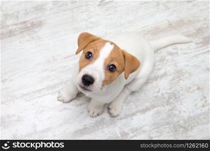 Puppy sitting on floor. Jack russell terrier