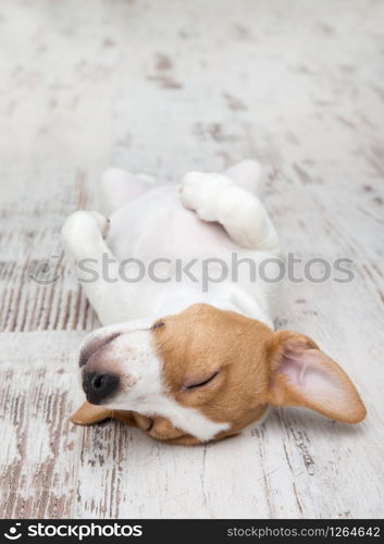 Puppy sitting on floor. Jack russell terrier. Small adorable doggy with funny fur stains.