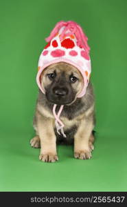 Puppy sitting wearing hat.