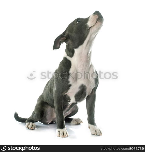 puppy staffordshire bull terrier in front of white background