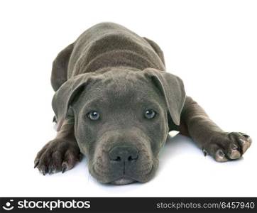 puppy staffordshire bull terrier in front of white background