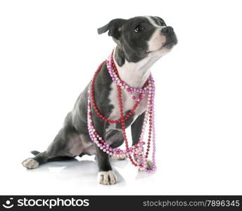 puppy staffordshire bull terrier in front of white background