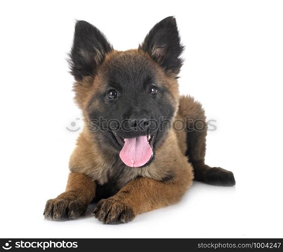 puppy tervueren dog in front of white background