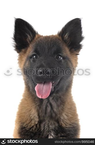 puppy tervueren dog in front of white background