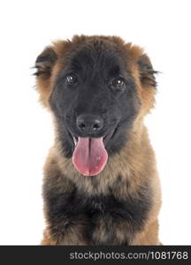 puppy tervueren in front of white background