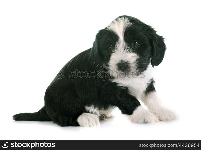puppy tibetan terrier in front of white background